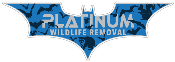 Plymouth Wildlife Removal